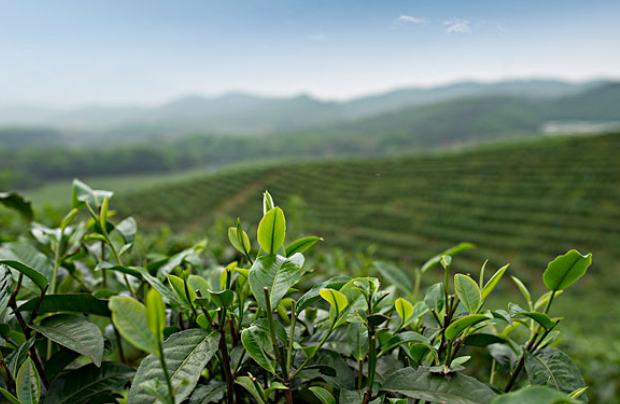 快手上賣茶葉需要什么手續？商家要提供哪些證件？