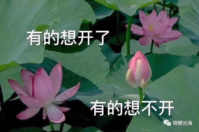 Shopify獨立站收款如何解決？手把手教會你注冊企業PayPal！