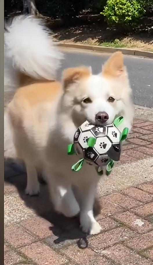 網紅狗排行前十名是誰？ 盤點那些全網最受歡迎的網紅犬