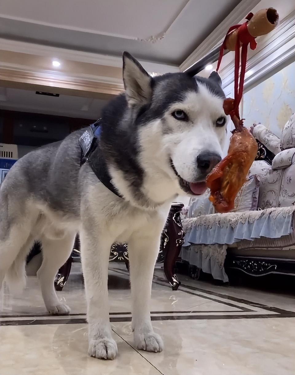 網紅狗排行前十名是誰？ 盤點那些全網最受歡迎的網紅犬