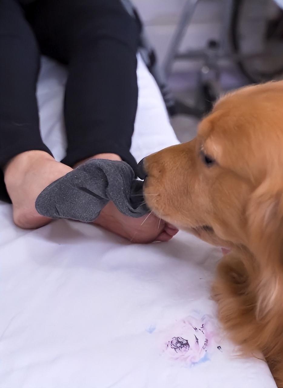 網紅狗排行前十名是誰？ 盤點那些全網最受歡迎的網紅犬