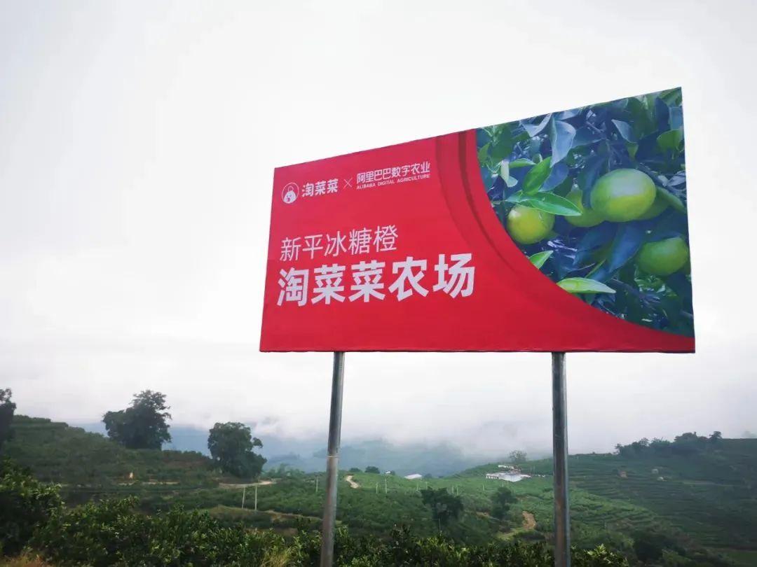 淘菜菜平臺哪家最好？阿里巴巴旗下淘菜菜的生存路徑及發展動態