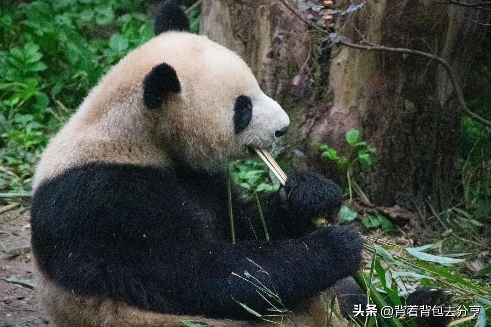 中國有什么好玩的地方？中國旅游必去十大城市推薦