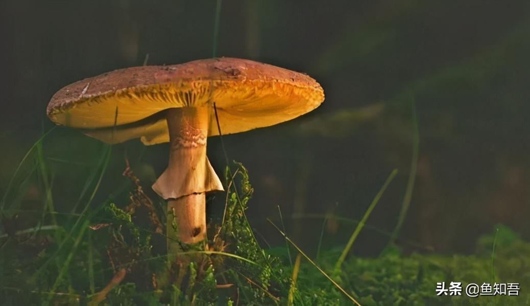贏家通吃的經濟學原理是什么？著名的經濟學定律都有哪些？