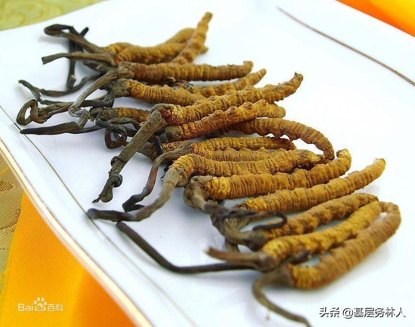 銷(xiāo)售冬蟲(chóng)夏草需要什么資質(zhì)？銷(xiāo)售冬蟲(chóng)夏草的方法介紹及注意事項(xiàng)