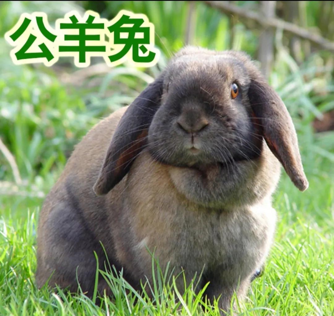 養(yǎng)殖什么風險小利潤大？農(nóng)村未來十大暴利行業(yè)