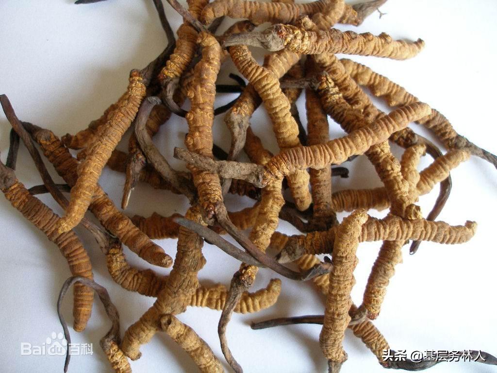 銷(xiāo)售冬蟲(chóng)夏草需要什么資質(zhì)？銷(xiāo)售冬蟲(chóng)夏草的方法介紹及注意事項(xiàng)