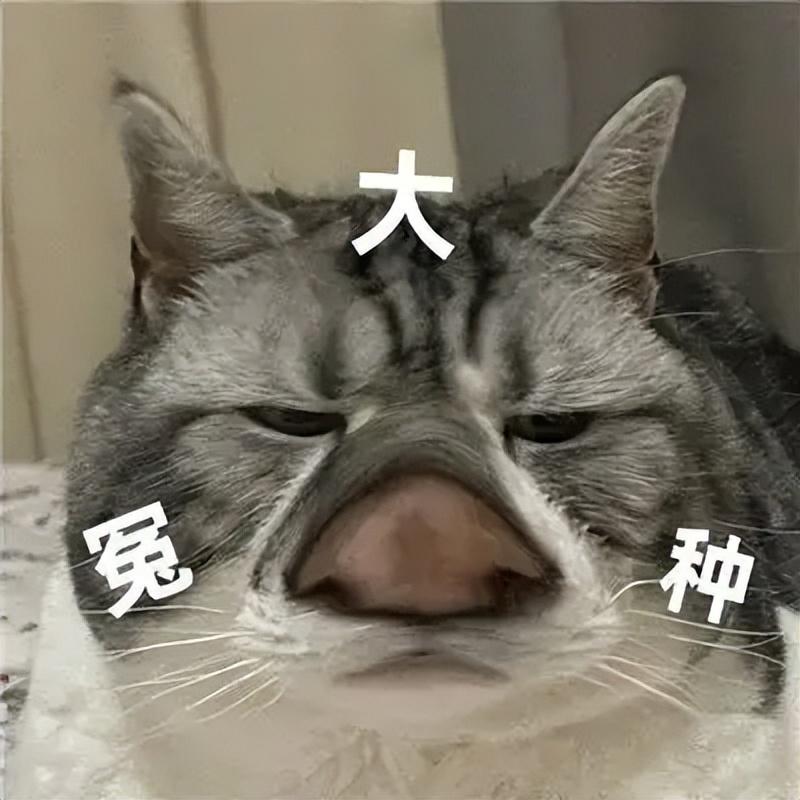 淘客訂單查詢工具在哪？淘寶聯(lián)盟訂單查詢的詳細(xì)教程分享
