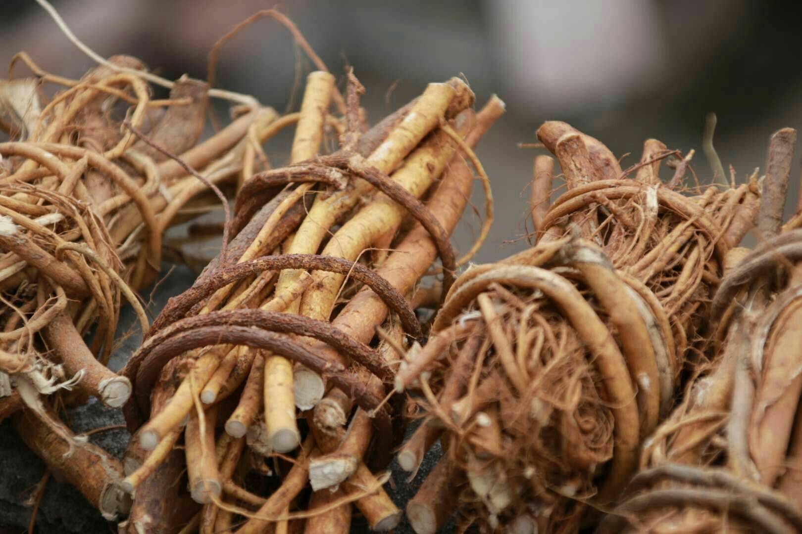 家庭種植致富項目有哪些?農(nóng)村創(chuàng)業(yè)種植好項目推薦