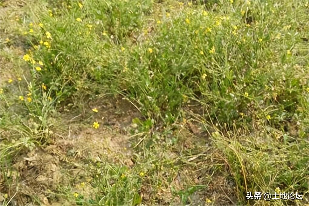 農(nóng)村種植什么藥材最賺錢？分享七種前景好的種植藥材
