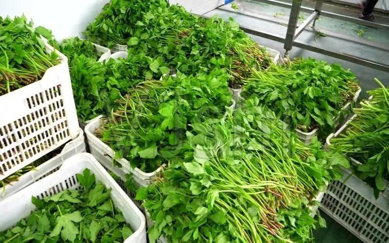 農村致富項目有哪些？農村家庭辦廠創業項目排行榜前十推薦