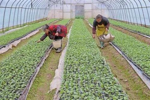 農村致富小項目有哪些？10個適合農村創業發展小項目推薦