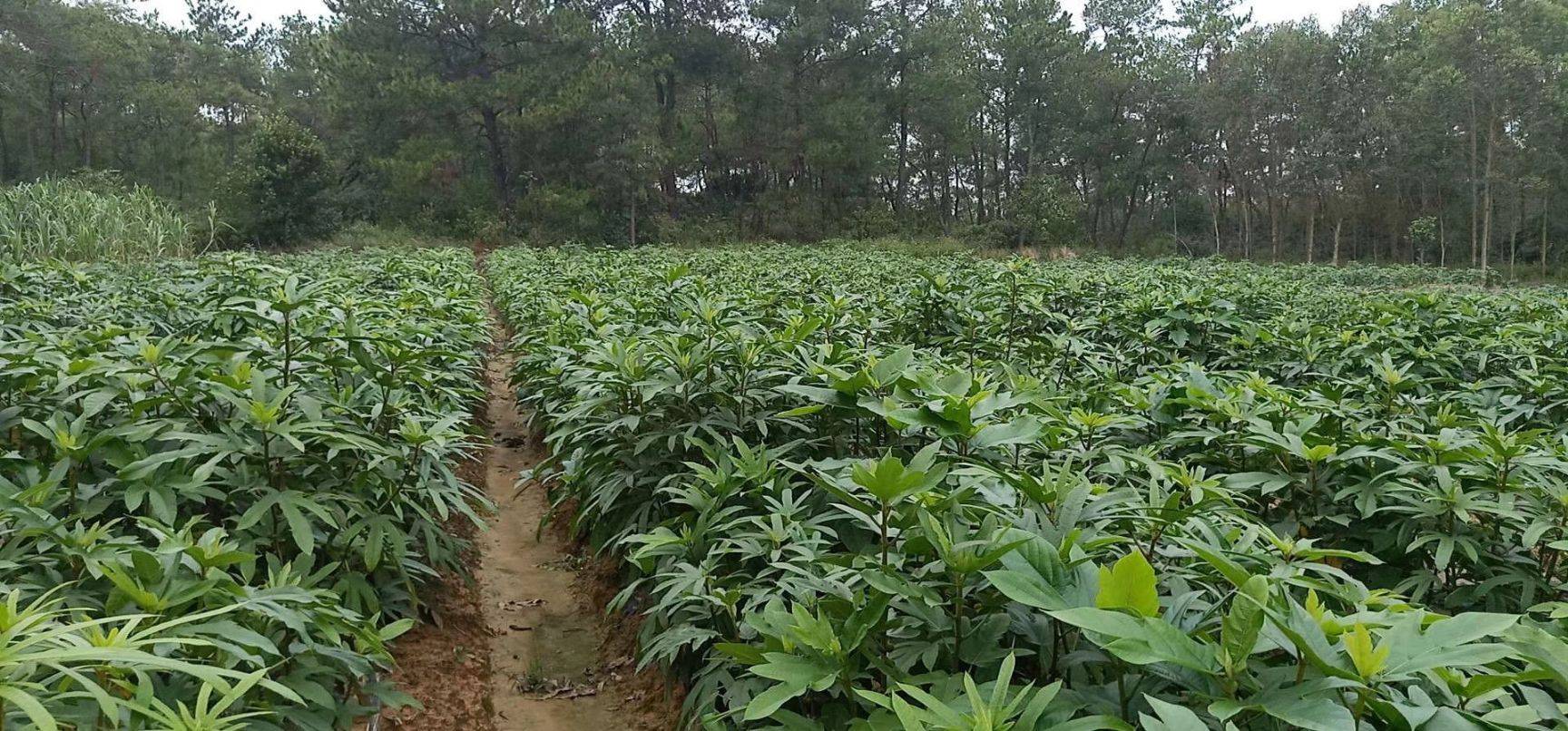 家庭種植致富項目有哪些?農(nóng)村創(chuàng)業(yè)種植好項目推薦