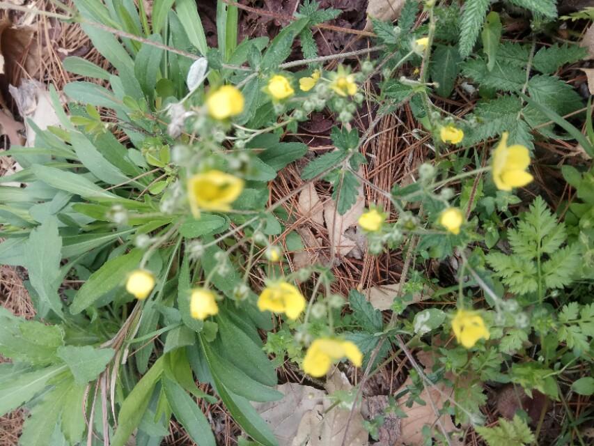 花唄臨時額度在哪里領取？2023花唄開通流程及條件介紹