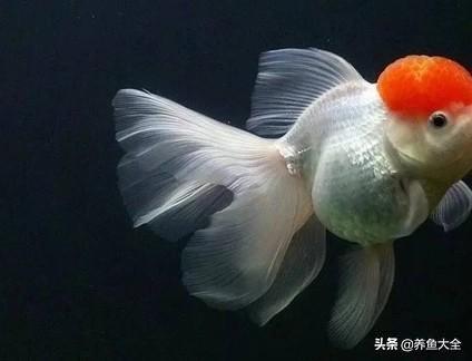 水族店利潤有多大？新手開水族店需要投資多少？