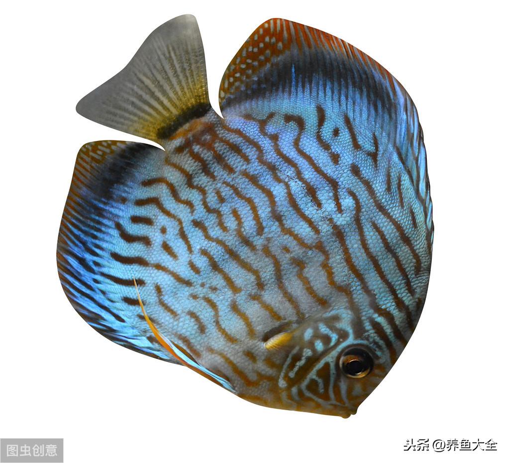 水族店利潤有多大？新手開水族店需要投資多少？