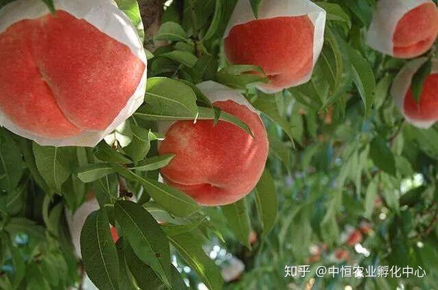 農產品供應鏈模式有哪些？農產品供應鏈方案模板大全
