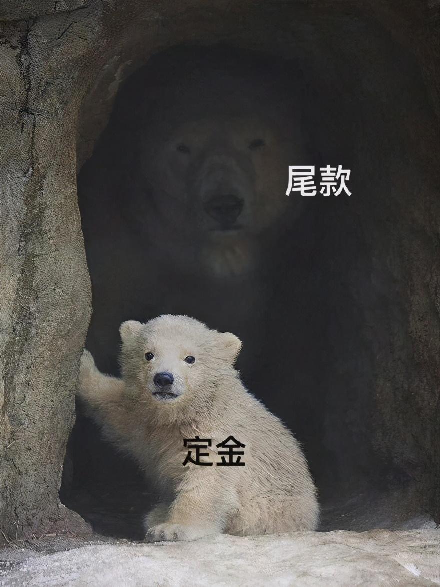 天貓預(yù)售定金可以退嗎？天貓店鋪預(yù)售設(shè)置方法及規(guī)則